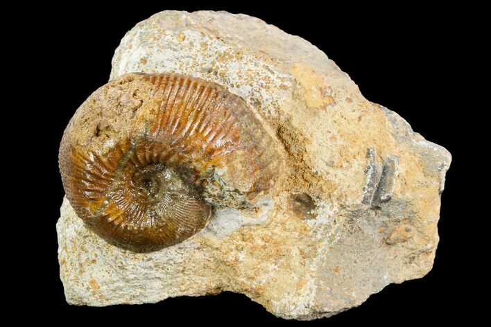 Cretaceous Ammonite Fossil - Boulemane, Morocco #122428